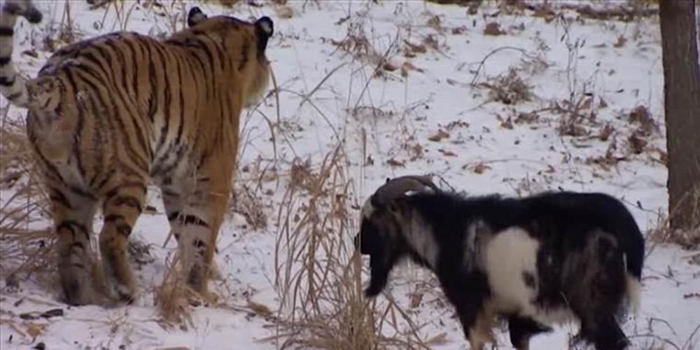 Ηλικίας περίπου πέντε ετών, ο Τιμούρ δεν είχε δείξει κανέναν φόβο όταν τον είχαν βάλει μέσα στο κλουβί του τίγρη