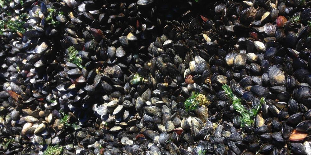 Απίστευτο: Επιστήμονες βρήκαν μύδια που μεταδίδουν τον καρκίνο μεταξύ τους!