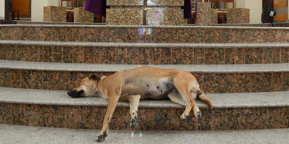 Ιερέας άνοιξε την πόρτα της του σε αδέσποτα: Τα φροντίζει και τα δίνει για υιοθεσία