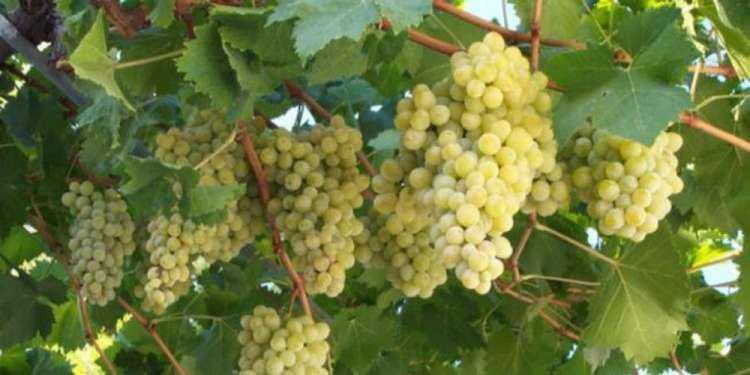 συγκρότημα αμπέλια