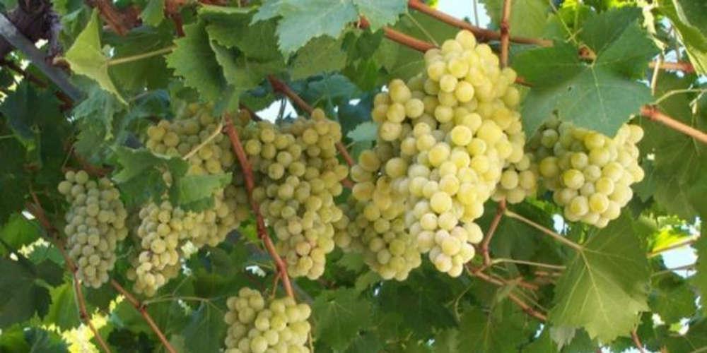 Μειωμένη έως και 60% η παραγωγή σταφυλιών – «Τσιμπάνε» οι τιμές