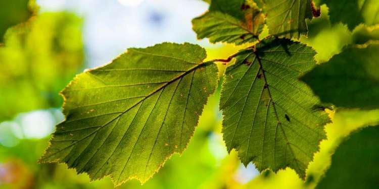 Επιστήμονες δημιούργησαν τεχνητό φύλλο που μετατρέπει διοξείδιο του άνθρακα σε καύσιμο