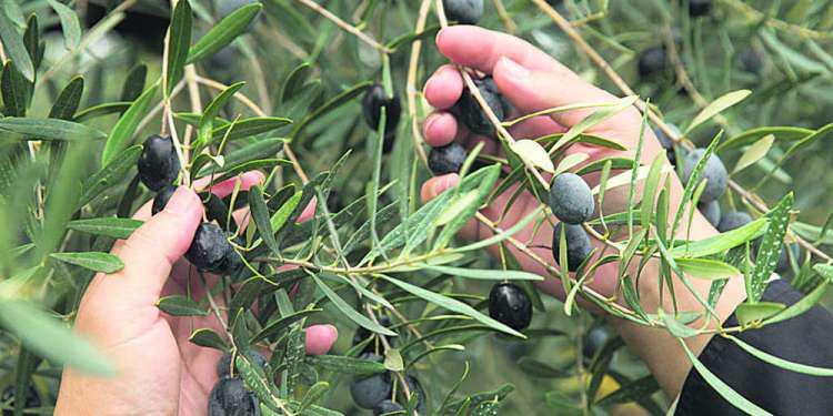 «Ευλογημένο» λάδι από το Άγιο Όρος: Ποιότητα και συνδυασμός σύγχρονων και παραδοσιακών τεχνικών