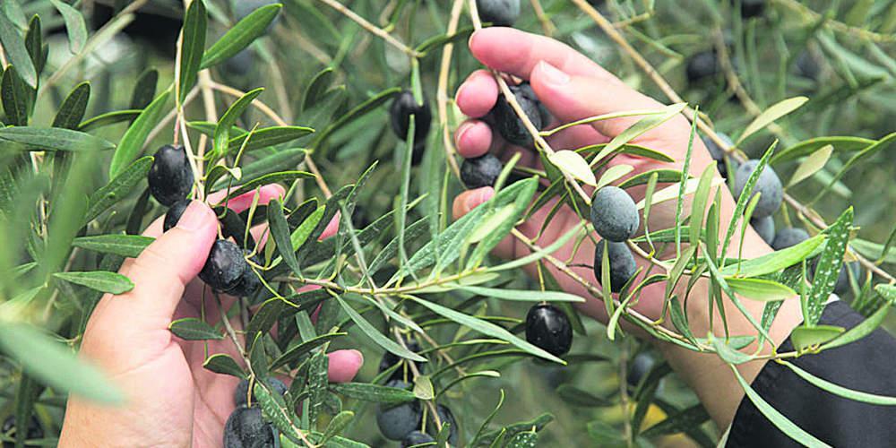 «Ευλογημένο» λάδι από το Άγιο Όρος: Ποιότητα και συνδυασμός σύγχρονων και παραδοσιακών τεχνικών