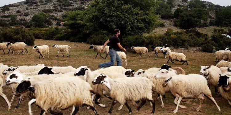 κτηνοτροφία