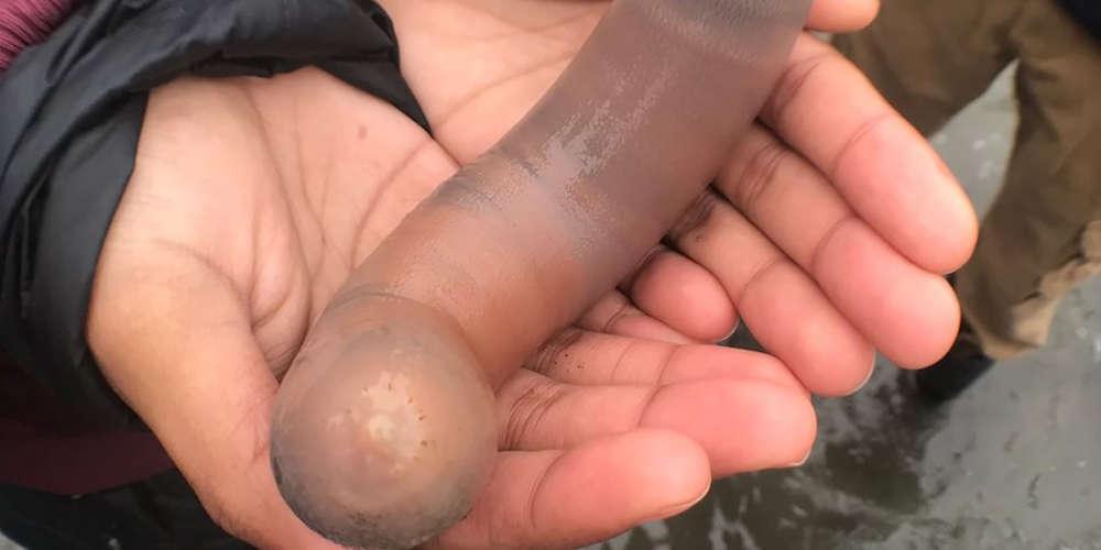 Απόκοσμο θέαμα: Παραλία γέμισε με ψάρια σε σχήμα φαλλού [εικόνα]