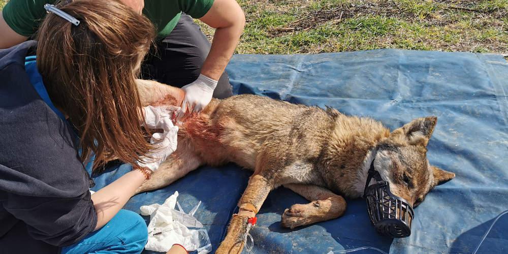 Διασώθηκε άτυχη λύκαινας που είχε κρεμαστεί σε καγκελόπορτα