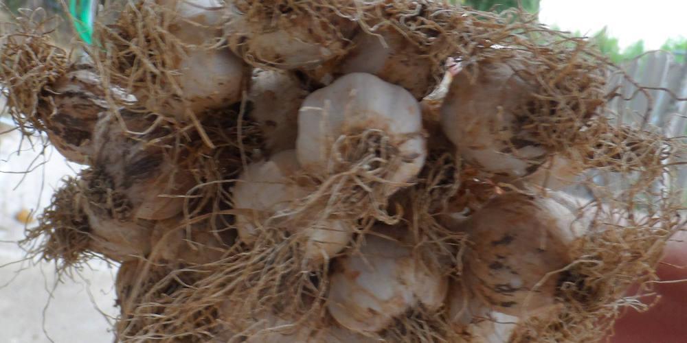 Financial Times: Ο κορωνοϊός «πλήττει» και τα... σκόρδα