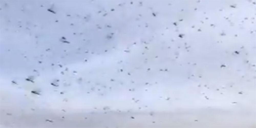 Η «επέλαση» των ακρίδων – «Έκρυψαν» ιερό βουνό στην Αφρική