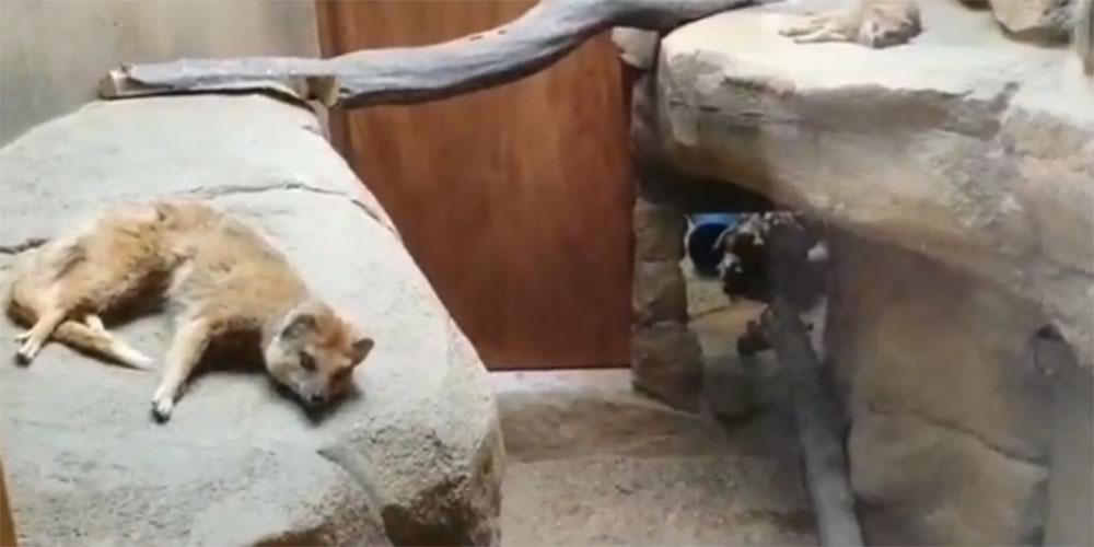 Το φρικτό σενάριο σε ζωολογικό κήπο της Γερμανίας: Ίσως κάποια ζώα να γίνουν τροφή για άλλα