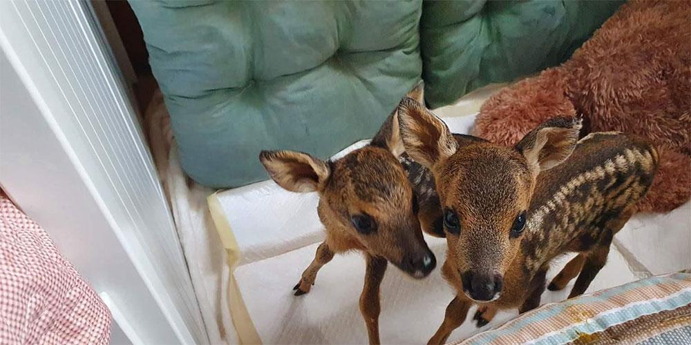 Τρυφερή ιστορία: Ο «Θωμάς» το μωρό ζαρκάδι βρήκε παρέα!