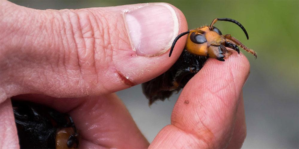 Τρομάζουν οι… «φονικές σφήκες» από την Ασία - «Εισέβαλαν» για πρώτη φορά στις ΗΠΑ