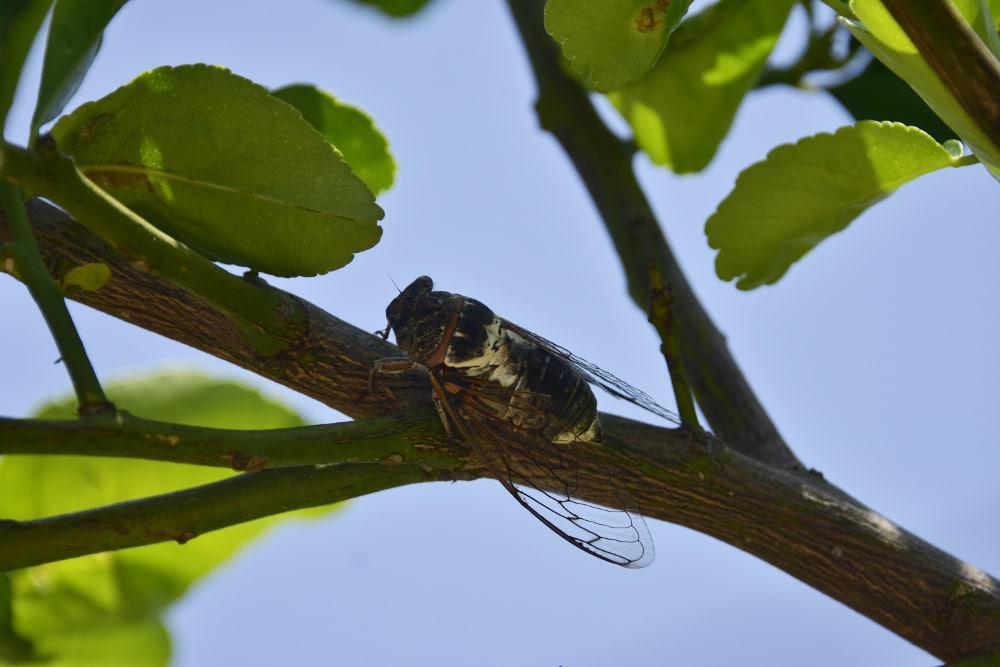 Πρόγνωση καιρού: Θα σκάσει ο τζίτζικας την άλλη εβδομάδα - Καλοκαίρι θα θυμίζει ο καιρός