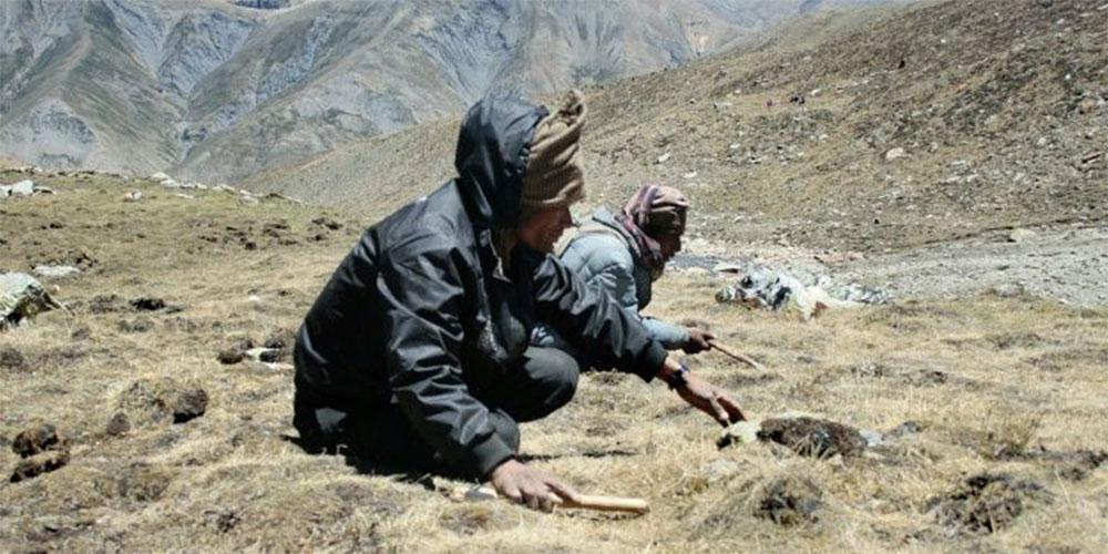 Κορωνοϊός: Στοπ στη συγκομιδή του «Βιάγκρα των Ιμαλαΐων»