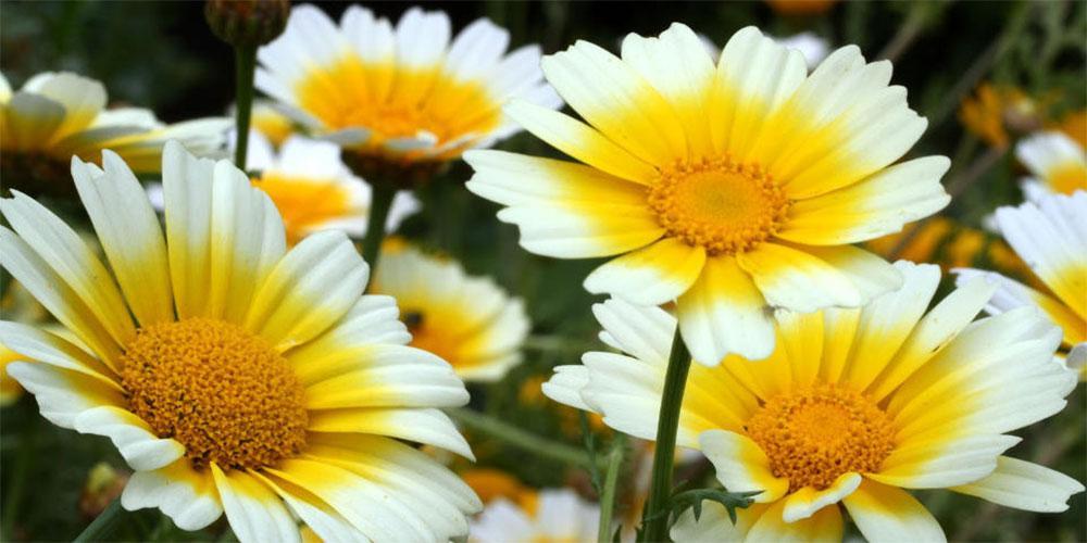 Ηλεκτρισμός από… φυτά για «καθαρή» ενέργεια - Τι πέτυχαν ερευνητές στο Ισραήλ