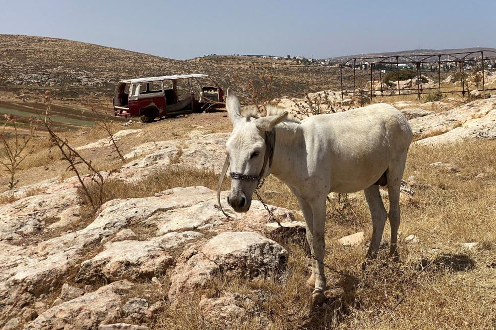 Συνέλαβαν γάιδαρο για υπόθεση παράνομου στοιχηματισμού
