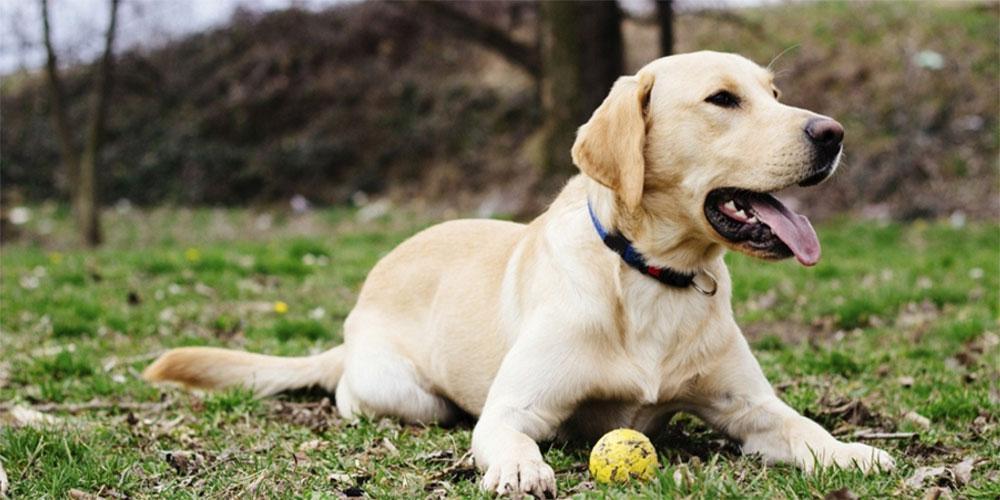 Βουλή: Ψηφίστηκε το νομοσχέδιο για τα ζώα συντροφιάς