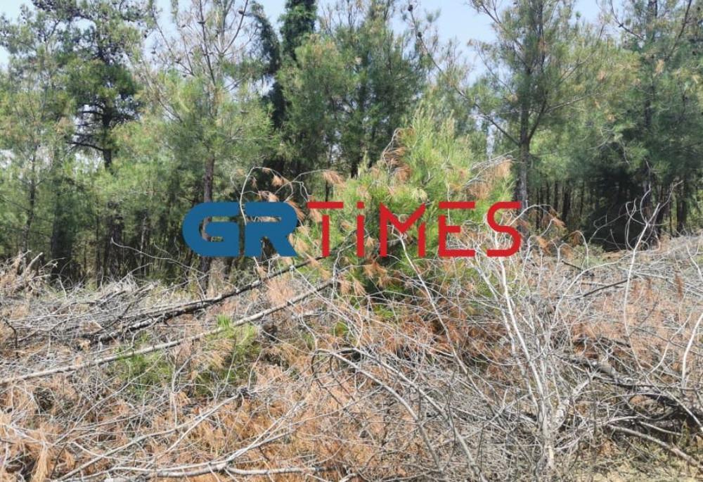 «Πυριτιδαποθήκη» το Σέιχ Σου - «Βόμβες» έτοιμες να εκραγούν είναι οι σωροί από ξερά κλαδιά και πευκοβελόνες