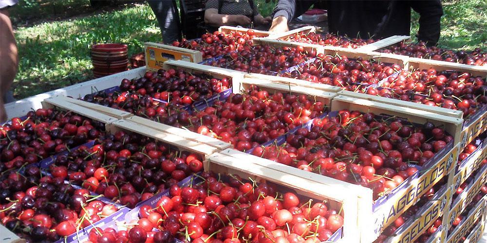 Τα ελληνικά κεράσια κατακτούν τις ασιατικές αγορές