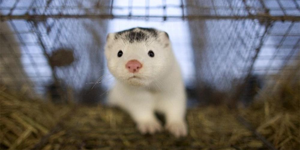 Κορωνοϊός - Δανία: Ολοκληρώθηκε η εκστρατεία θανάτωσης 15 εκατομμυρίων βιζόν