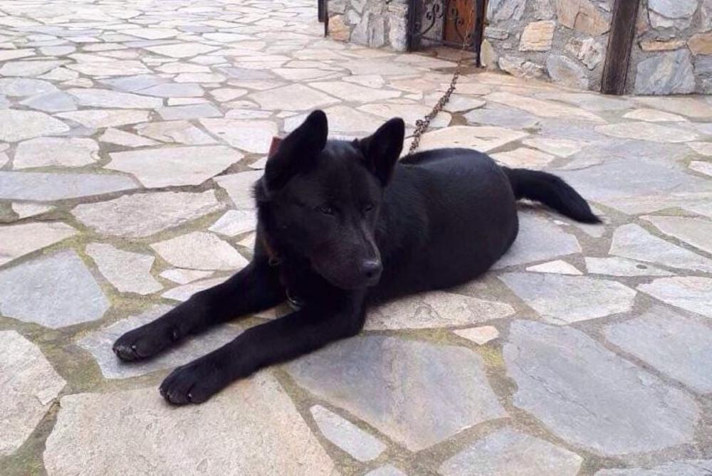 Σοκ στην Πιερία: Τέρατα βίασαν σκύλο στην παραλία Παντελεήμονα