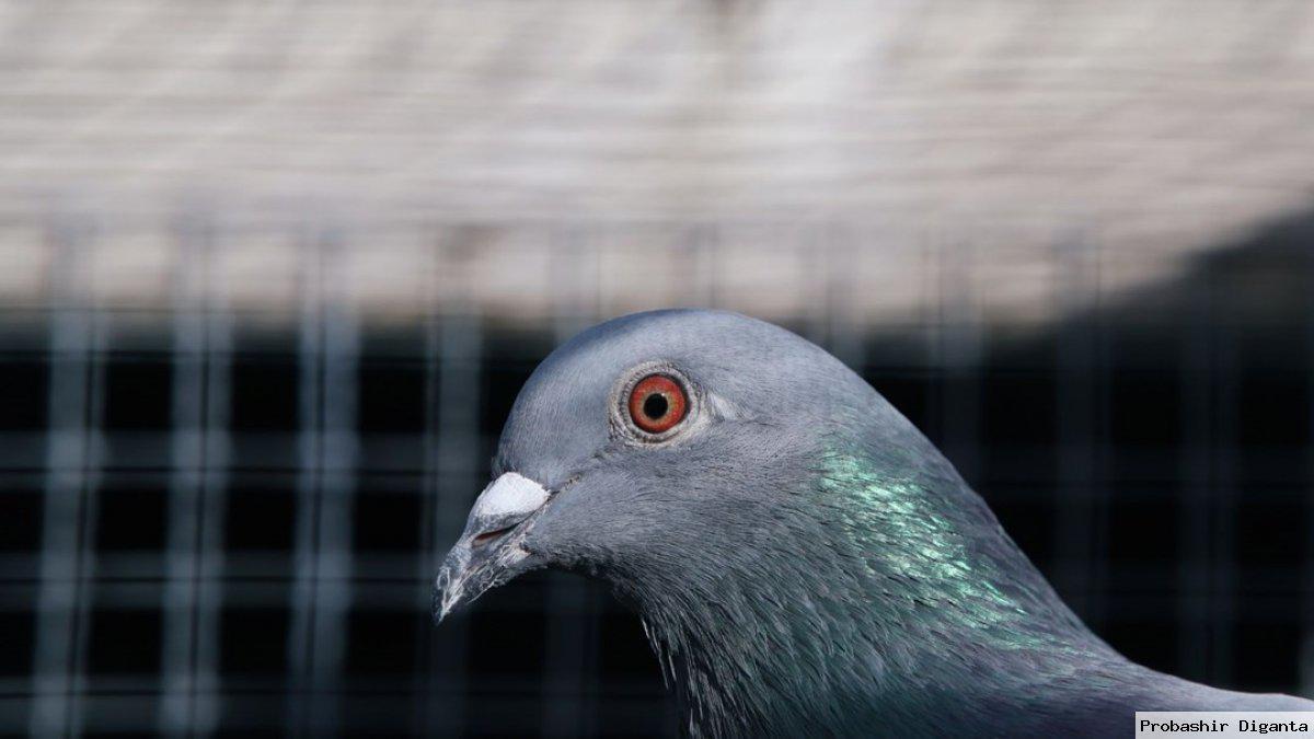 Ξάνθη: O δήμος επιστρατεύει γεράκια για να διώχνει τα περιστέρια