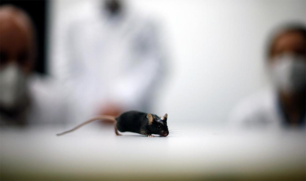 ποντίκια ωάρια