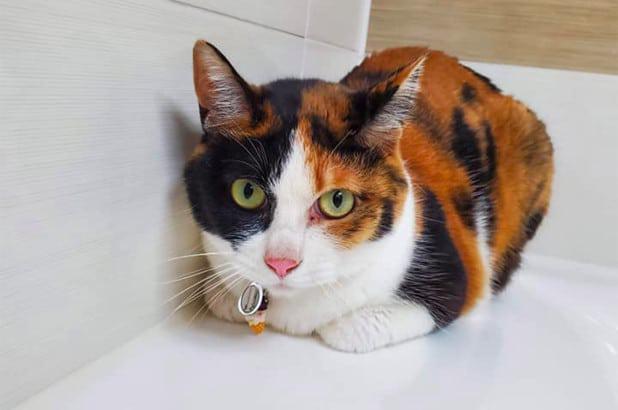 Ένας γάτος-βαποράκι «συνελήφθη» έξω από φυλακή στον Παναμά