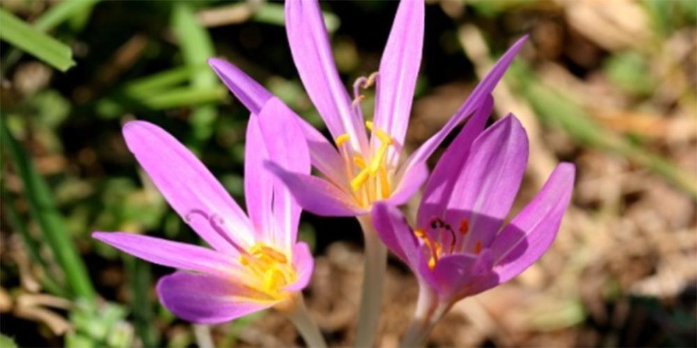 Το φυτό που περιέχει την… κολχικίνη [εικόνα]