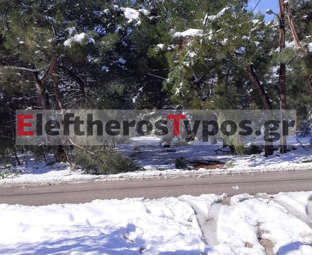 Καιρός - «Μήδεια»: Χάος με «ετοιμόρροπα» δέντρα στους δρόμους - Κίνδυνος θάνατος για πεζούς και ΙΧ