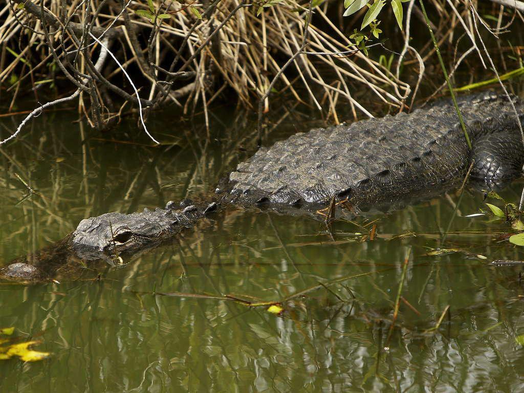 αλιγάτορες