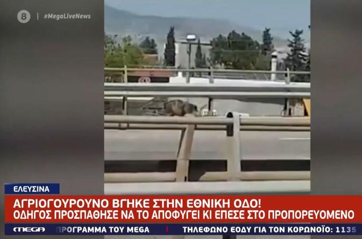 Αγριογούρουνο προκάλεσε τροχαίο και κυκλοφοριακό κομφούζιο – «Πάγωσε» η κυκλοφορία στην Ε.Ο. Αθηνών Κορίνθου [βίντεο]