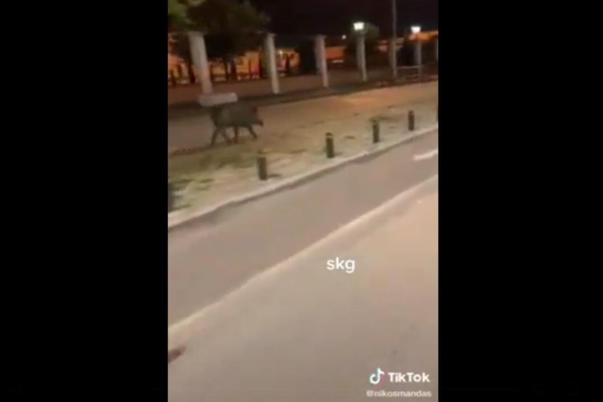 Θεσσαλονίκη: Έτοιμο για τα Λαδάδικα το αγριογούρουνο – Δείτε την νέα του εμφάνιση [βίντεο]