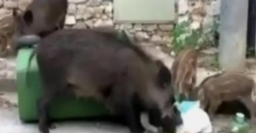 Κηφισιά: Καθημερινό πρόβλημα τα αγριογούρουνα