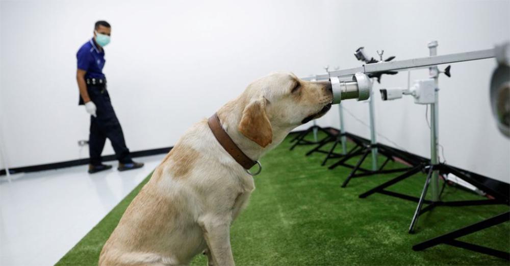 Ταϊλάνδη: Σκύλοι - ανιχνευτές μυρίζουν στον ιδρώτα τον κορωνοϊό