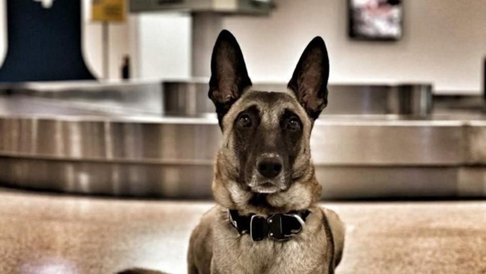 ΑΑΔΕ: Η Ντόλυ και ο Bart σταμάτησαν παράνομες μεταφορές 170.000 ευρώ