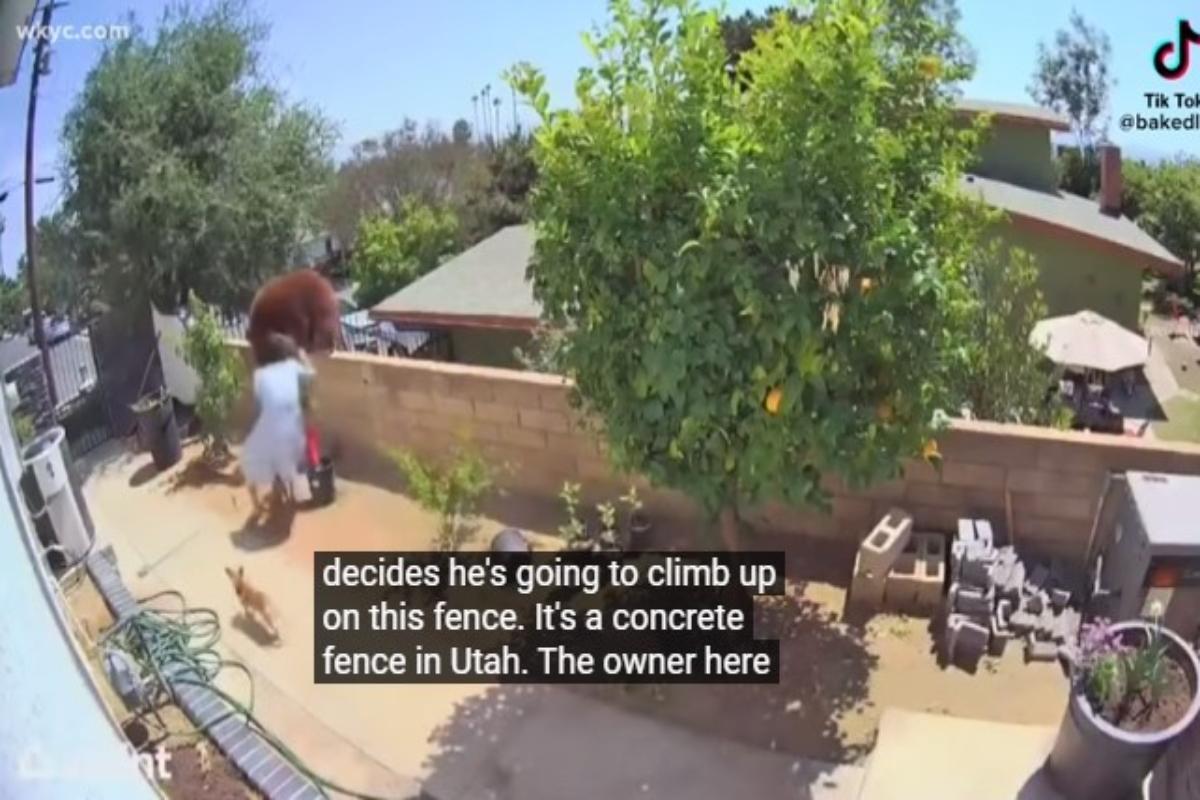 TikTok: Viral η 17χρονη που παλεύει με αρκούδα για να σώσει τα σκυλιά της [βίντεο]