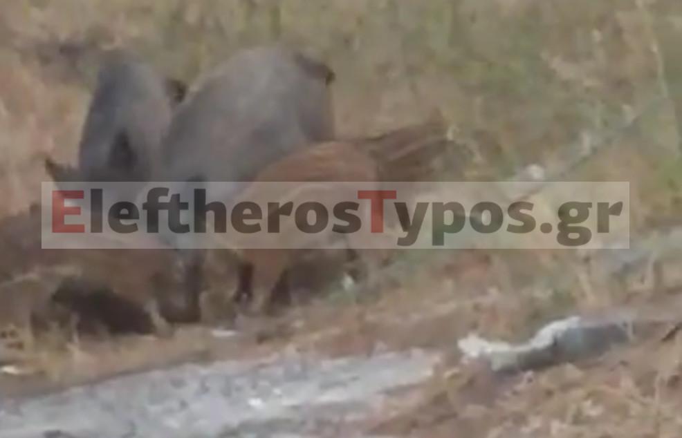 Οικογένεια... από αγριογούρουνα έκοβε βόλτες στους Θρακομακεδόνες