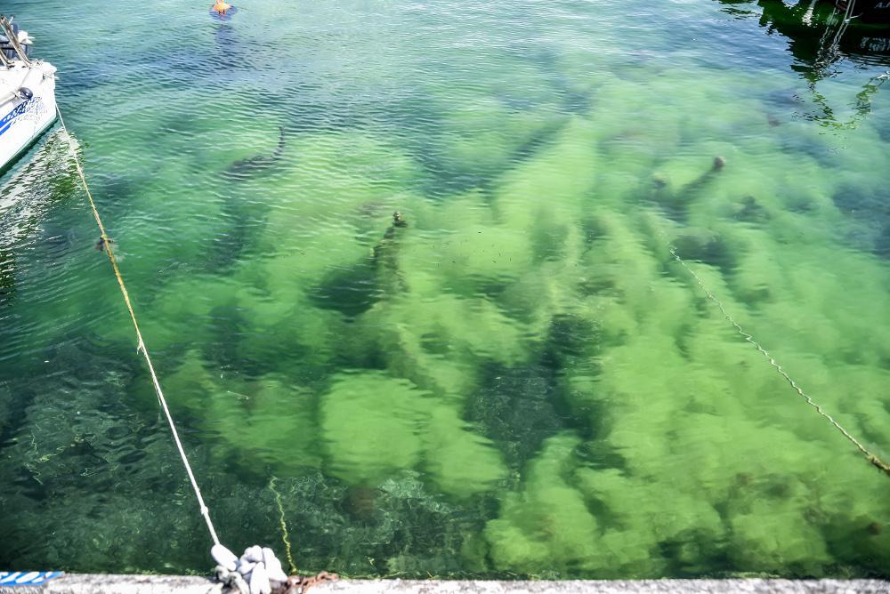 Παλίρροια από φύκια κατέκλυσε το λιμάνι