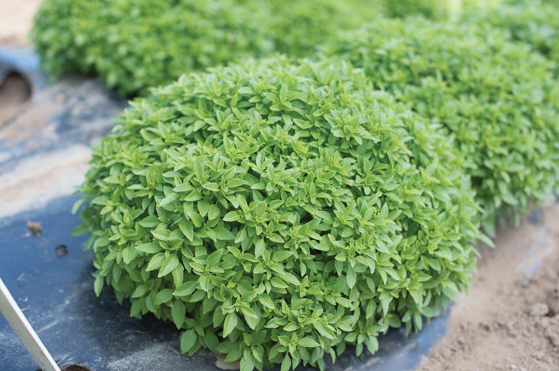 Πώς θα απαλλαγείτε από κουνούπια και κατσαρίδες