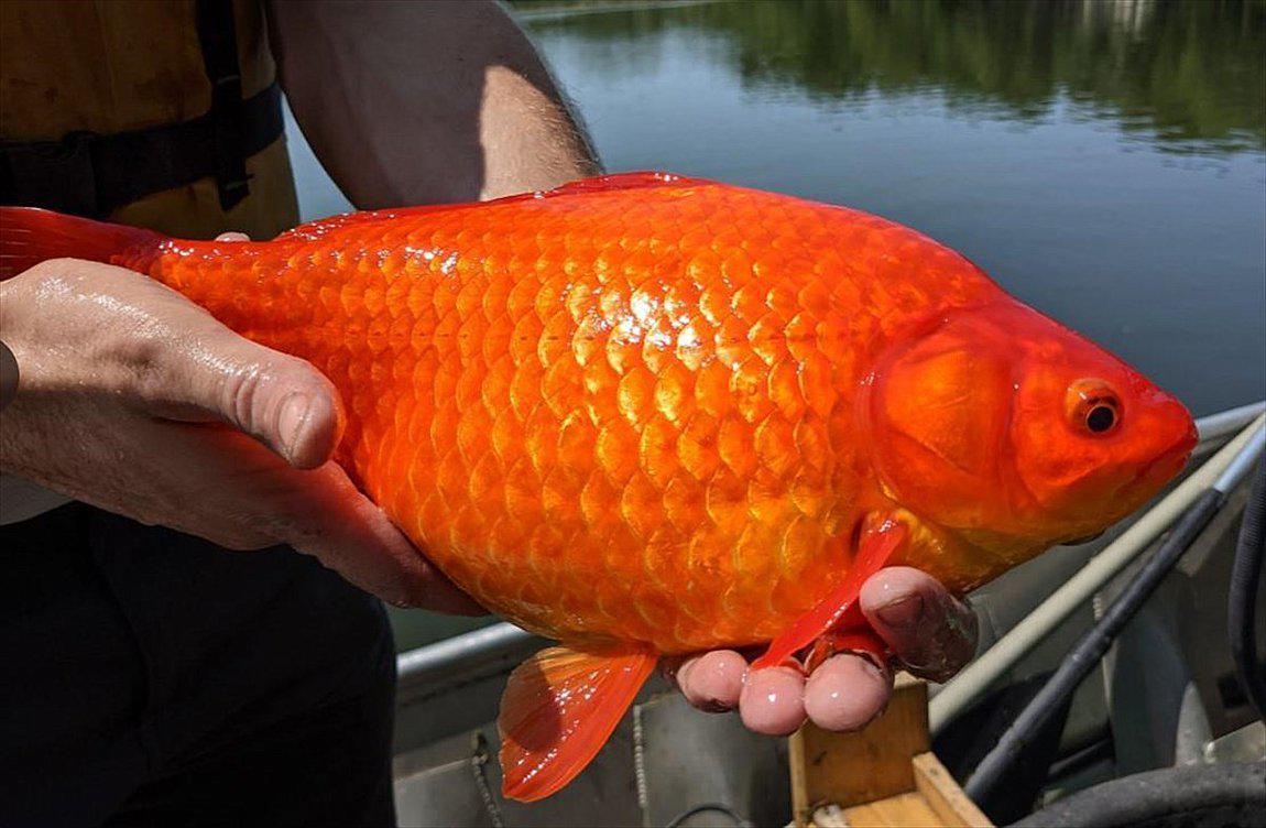 Μινεσότα: Οι Αρχές ζητούν από τους κατοίκους να μην απελευθερώνουν χρυσόψαρα στις λίμνες