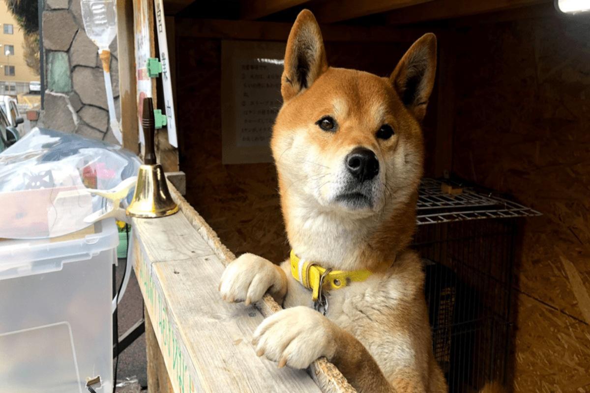 Ρόδος: Στιγμές Χάτσικο στο νησί – Δεν άφησε το αφεντικό του ούτε μετά τον θάνατό του