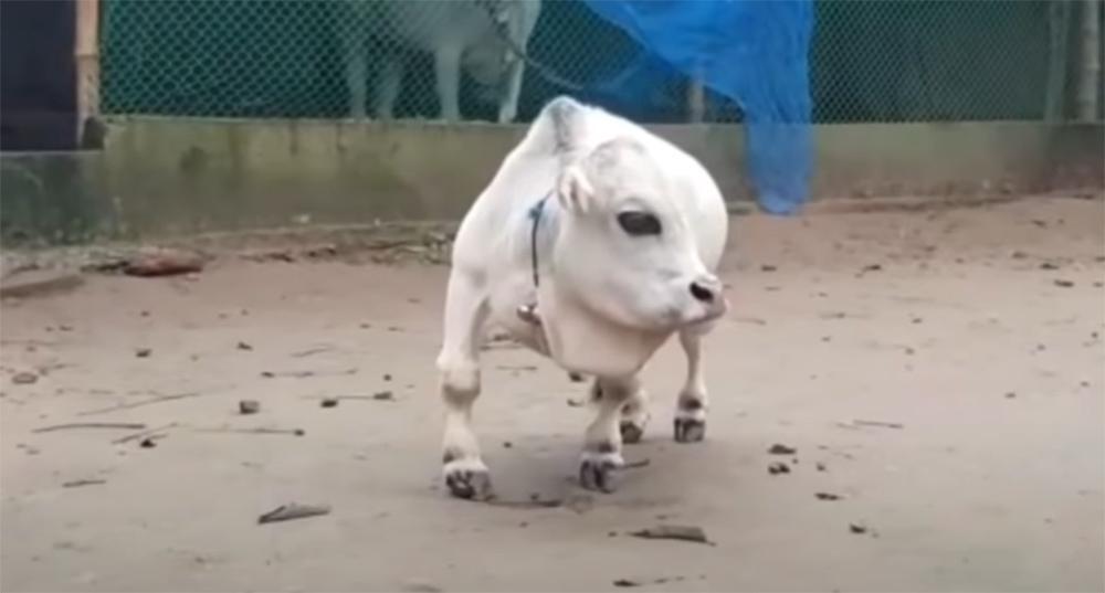 Μπανγκλαντές: Aγελάδα - μινιατούρα, μήκους 66 εκατοστών!