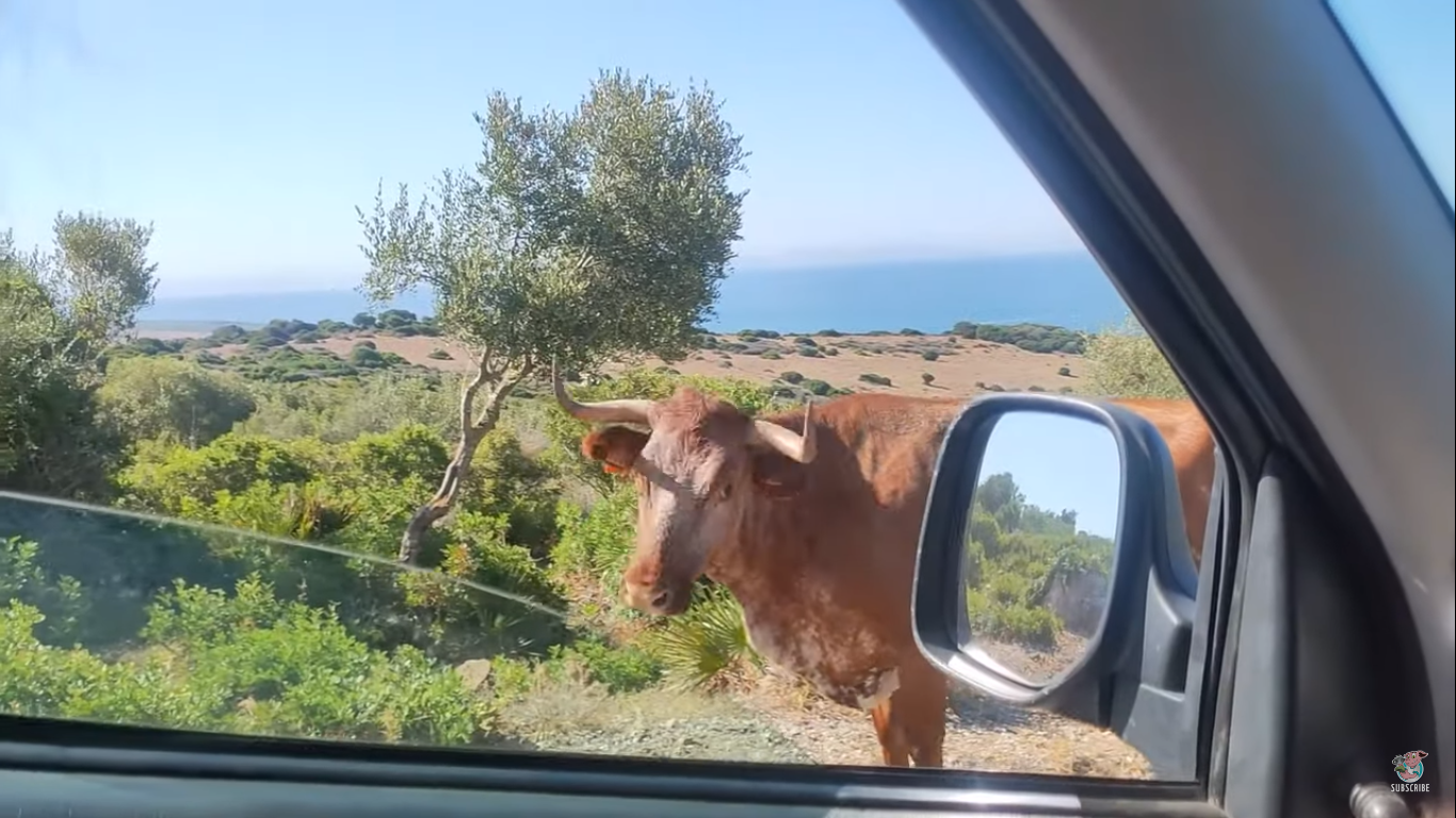 Τα viral της ημέρας: Η αγελάδα που δίνει…οδηγίες σε οδηγούς, ο άνδρας που σταμάτησε αυτοκίνητο εν κινήσει και μια γάτα «Ολυμπιακών» ικανοτήτων!