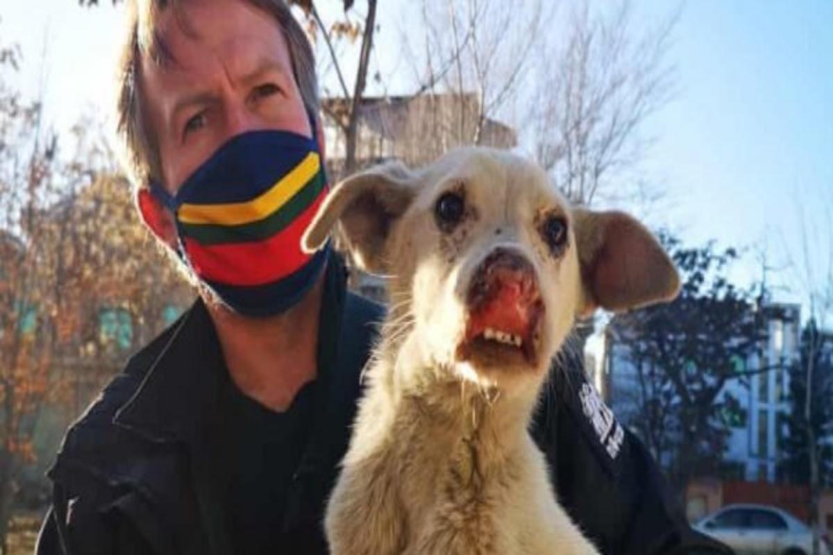 Αφγανιστάν: Πρώην πεζοναύτης μετέφερε με αεροσκάφος στη Βρετανία 173 σκύλους και γάτες