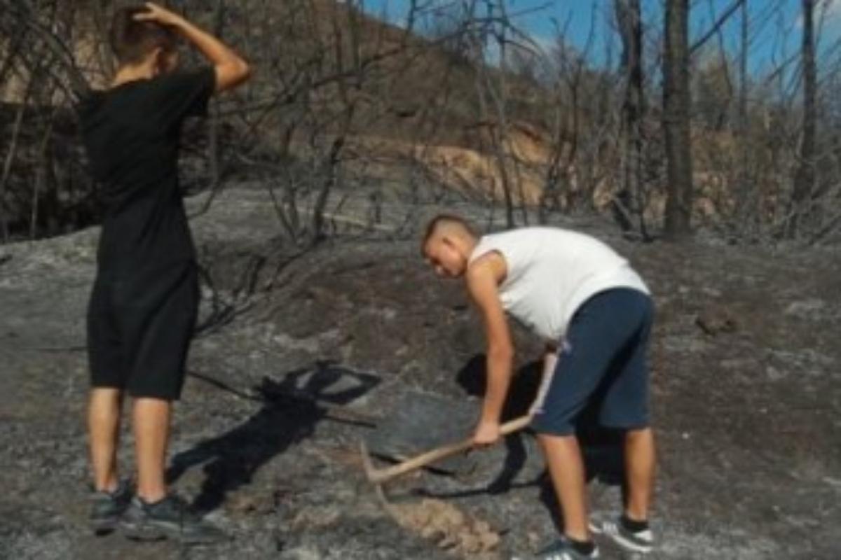Φωτιά στην Αρχαία Ολυμπία: Το πρώτο δέντρο πάνω στις καμμένες στάχτες - Η εικόνα που έγινε viral σε λίγες ώρες