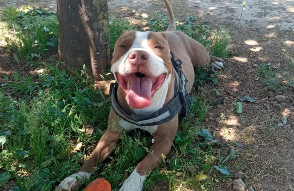 Γαλάτσι: Η απάντηση της ΕΛ.ΑΣ. για τον πυροβολισμό του σκύλου