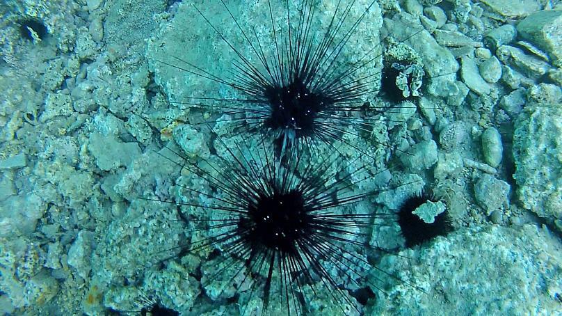 Δηλητηριώδης αχινός απειλεί τις ελληνικές θάλασσες - Τα χαρακτηριστικά τους και πώς έφτασαν εδώ