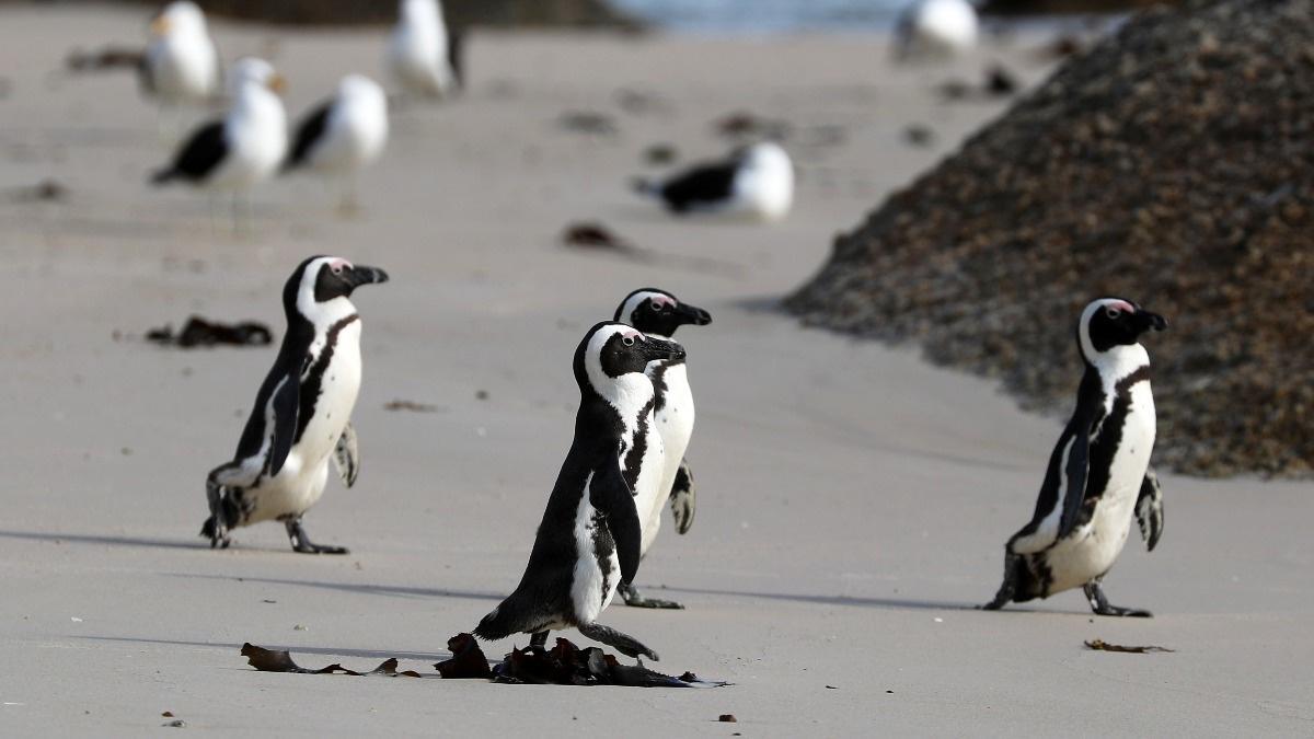 πιγκουίνοι