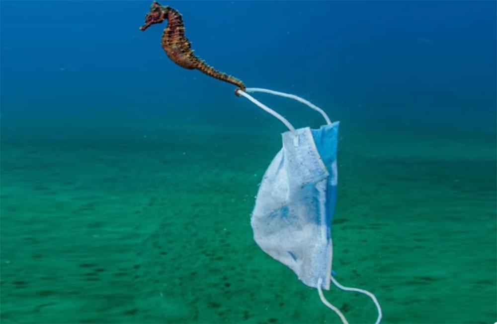 Ο ιππόκαμπος και η μάσκα του: Φωτογραφία από τον βυθό της θάλασσας